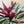 Large Stromanthe Triostar Calathea