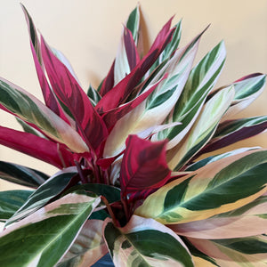 Large Stromanthe Triostar Calathea