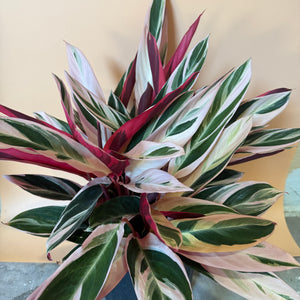 Large Stromanthe Triostar Calathea