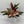 Stromanthe Triostar Calathea