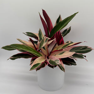 Stromanthe Triostar Calathea
