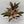 Stromanthe Triostar Calathea