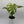 Monstera 'White Monster'