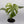 Monstera 'White Monster'
