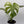 Monstera 'White Monster'