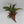 Candy Stripe Tricolor Fern