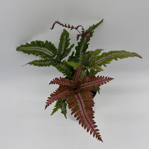 Candy Stripe Tricolor Fern