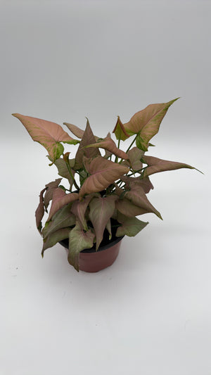 Syngonium Mickey