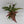 Candy Stripe Tricolor Fern