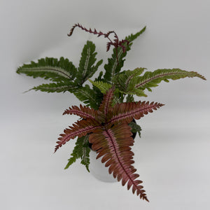 Candy Stripe Tricolor Fern