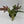 Candy Stripe Tricolor Fern