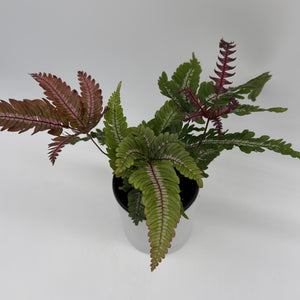 Candy Stripe Tricolor Fern