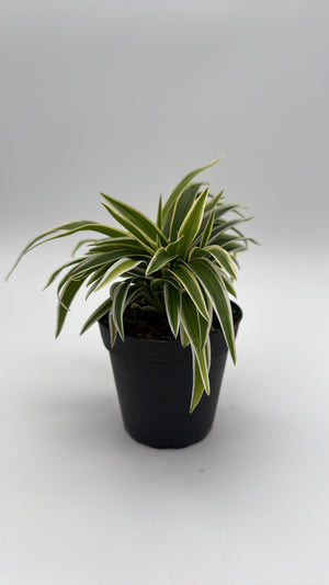 Variegated Spider Plant