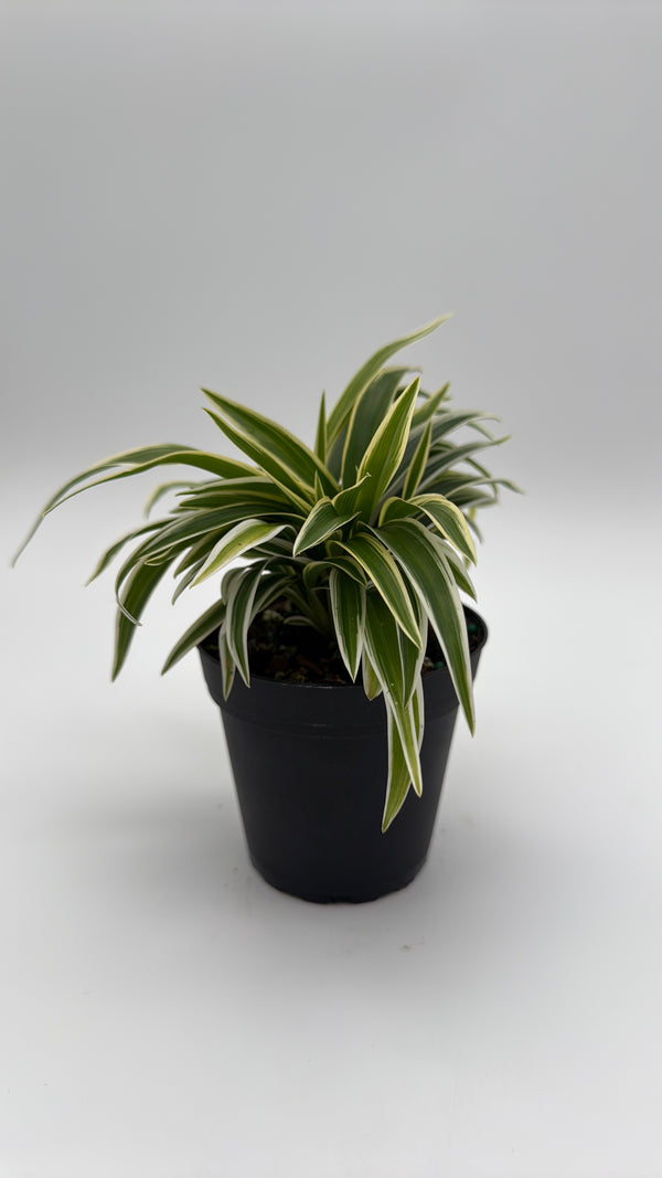 Variegated Spider Plant