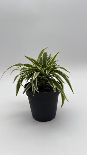 Variegated Spider Plant