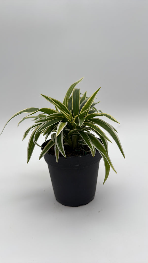Variegated Spider Plant