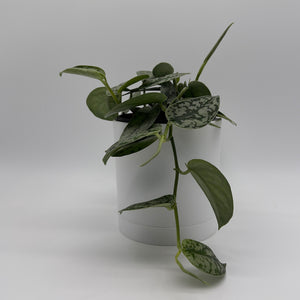 Scindapsus 'Silver Lady'