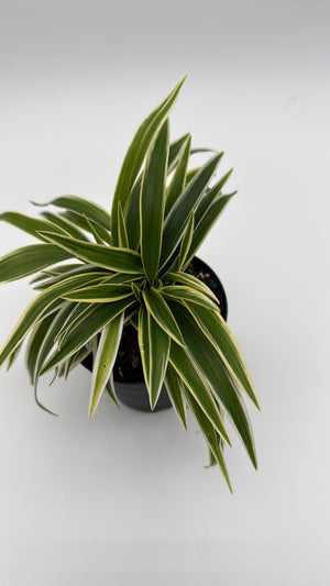 Variegated Spider Plant