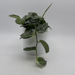 Scindapsus 'Silver Lady'