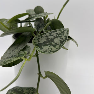 Scindapsus 'Silver Lady'