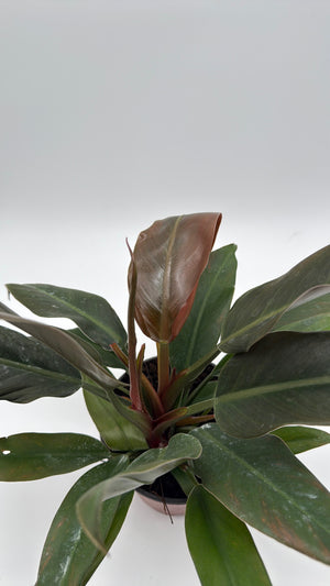 Philodendron Autumn