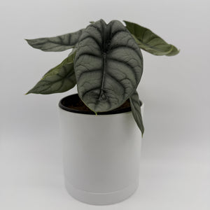 Alocasia Silver Dragon