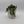 String of Turtles (Peperomia Prostrata)