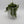 String of Turtles (Peperomia Prostrata)