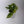 Pothos Marble Queen