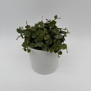 Hoya Curtisii