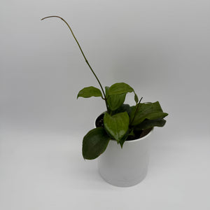 Hoya Quinquenervia