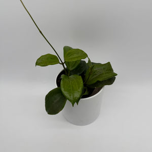 Hoya Quinquenervia
