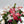 Christmas Cactus