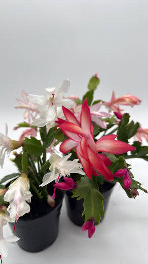 Christmas Cactus