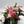 Christmas Cactus
