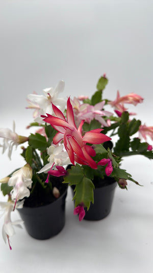 Christmas Cactus