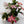 Christmas Cactus