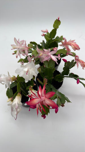 Christmas Cactus