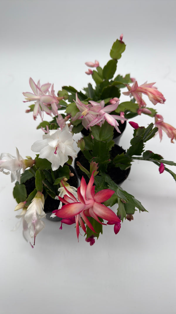 Christmas Cactus
