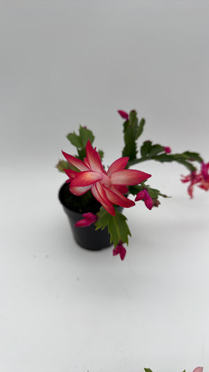 Christmas Cactus