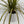 Dracaena Ray Of Sunshine