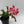 Christmas Cactus