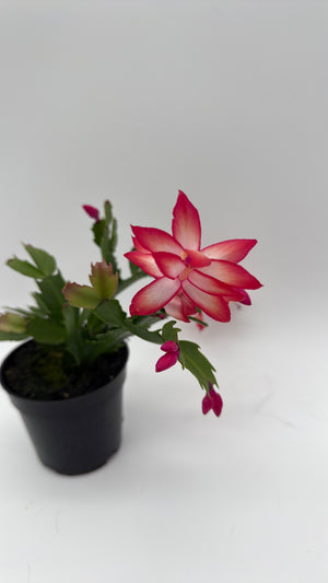 Christmas Cactus