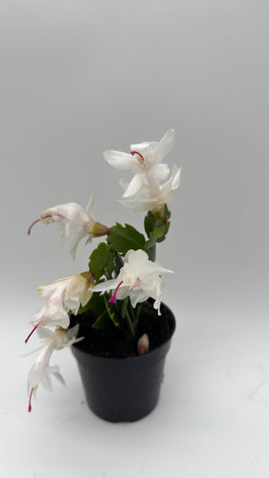 Christmas Cactus