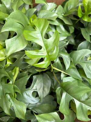 Rhaphidophora Tetrasperma (Mini Monstera)