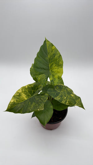 Variegated Philodendron Macrorrhiza Aurea