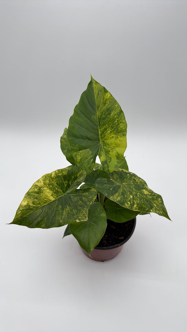 Variegated Philodendron Macrorrhiza Aurea