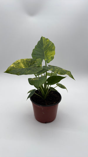 Variegated Philodendron Macrorrhiza Aurea