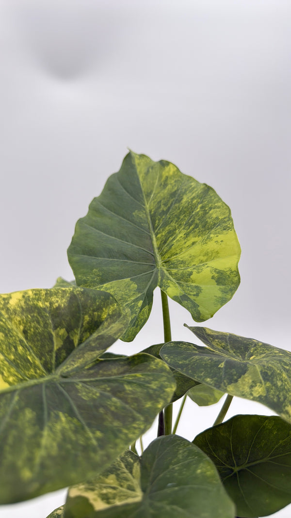 Variegated Philodendron Macrorrhiza Aurea