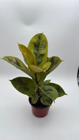 Variegated Ficus Shiveriana ‘Moonshine’